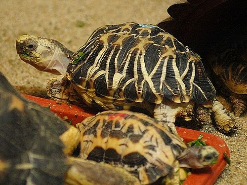 Burmese star tortoise